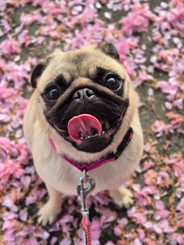 Uguette Du chevalier de saint maxime