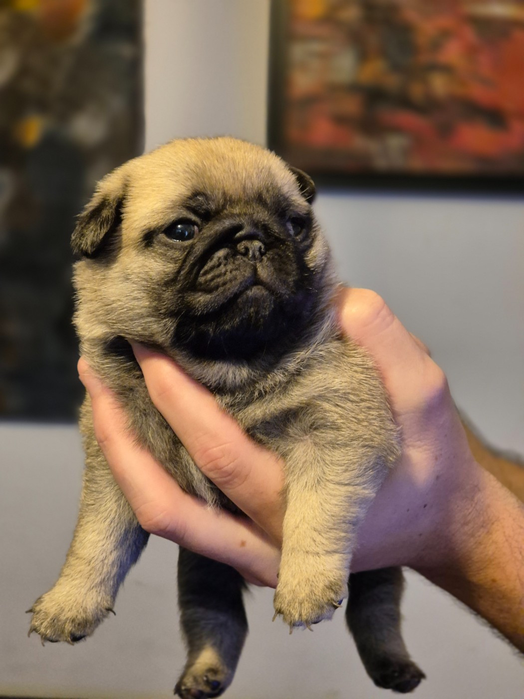 Of Starlight Storm - Chiots disponibles - Carlin