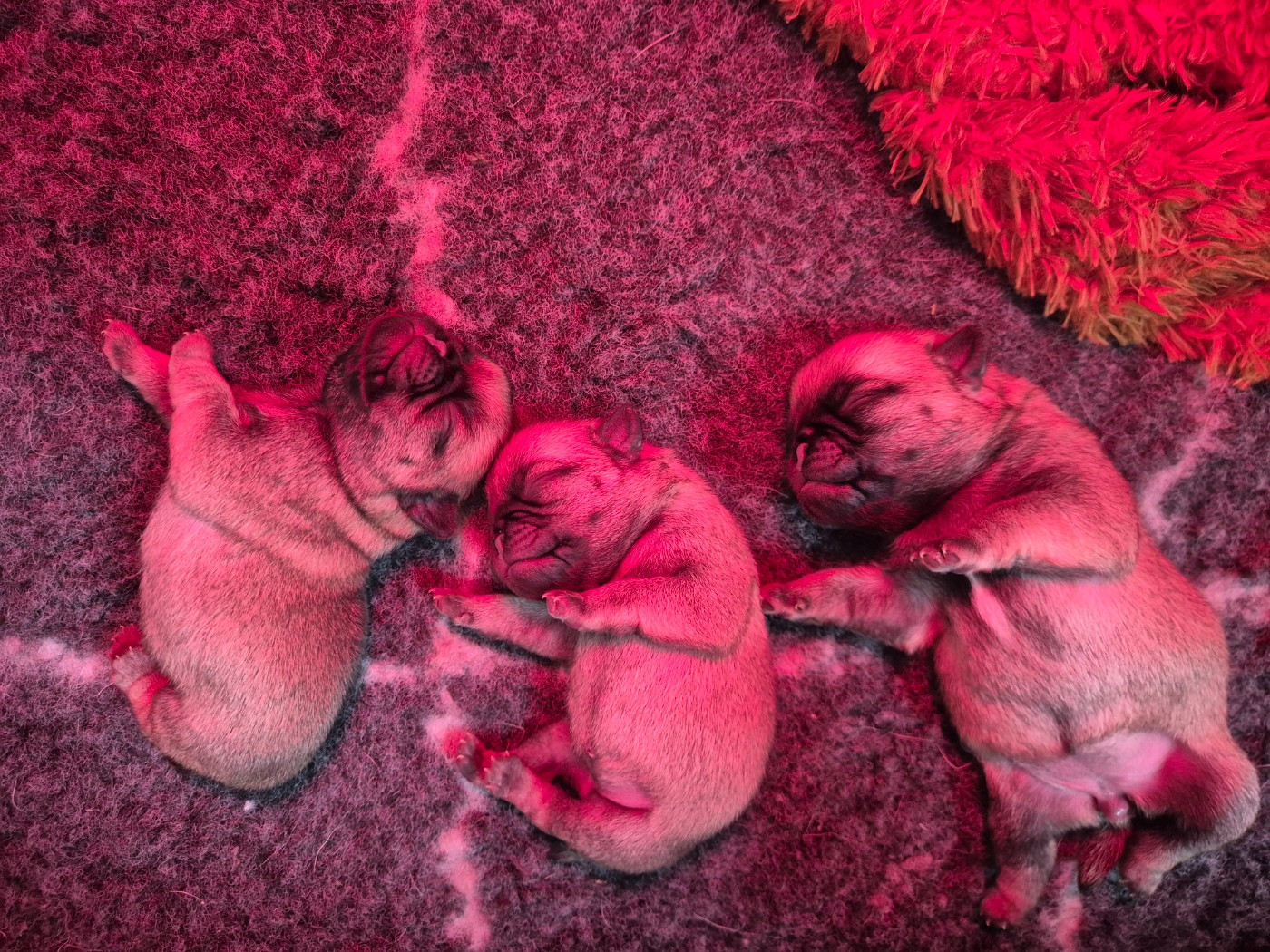 Chiot Carlin Of Starlight Storm